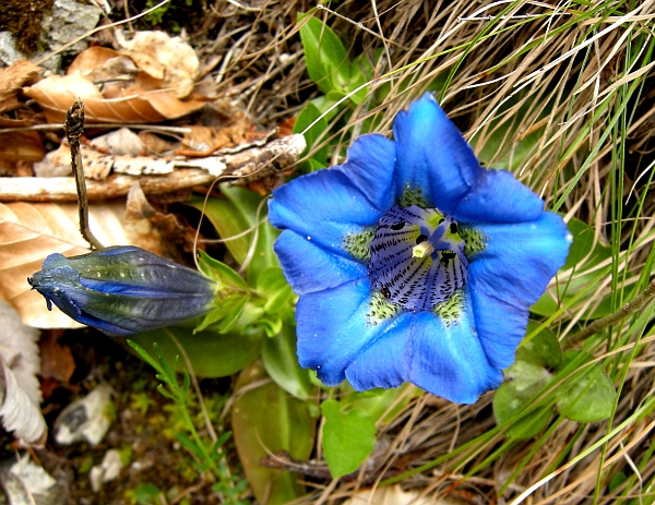 Gentiana dinarica / Genziana appenninica